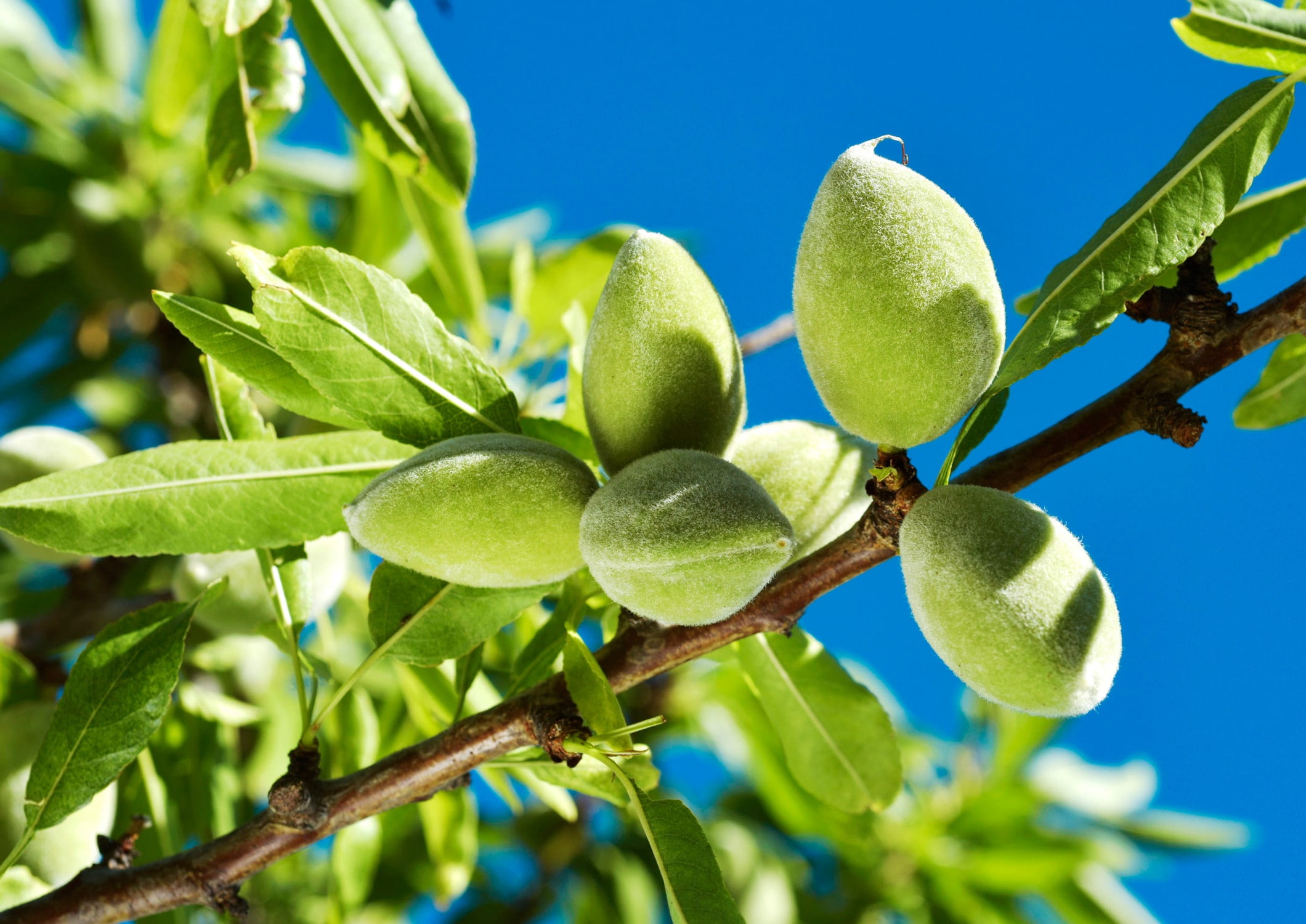 Organic Blanched Slivered Almonds, 4 Pounds — Non-GMO, Kosher, Vegan — by Food to Live