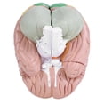 thumbnail image 3 of Modelo de cerebro humano anatómico médico Spptty 1:2 corteza cerebral nervioso 4 piezas modelo de PVC, 3 of 6