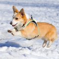 thumbnail image 1 of Vallaes LED Dog Harness Cat Harness Puppy Harness Breathable Chest Harness L, 1 of 5
