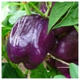 thumbnail image 2 of Everwilde Farms - 1 oz Purple Beauty Sweet Pepper Seeds - Gold Vault Bulk Seed Packet, 2 of 3