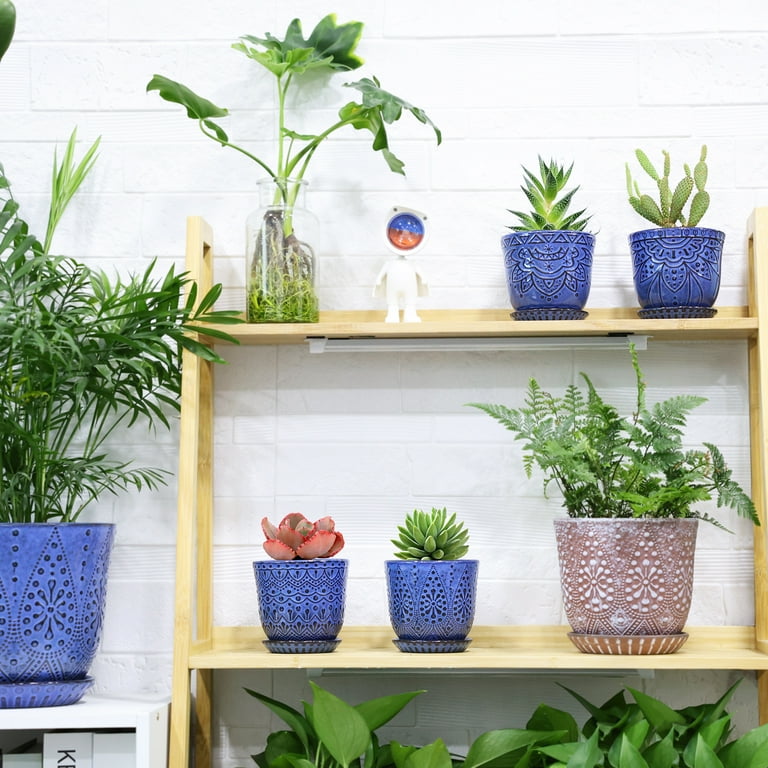 twisted sister snake plant Snake Plant 'Twist' main image 0