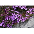 thumbnail image 2 of 50 ALPINE PENSTEMON Davidsonii Davidson's Beardtongue Purple Flower Seeds, 2 of 11