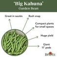 Burpee Big Kahuna Garden Bean Seeds NonGMO, Bush Bean, Vegetable