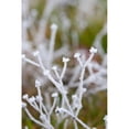 thumbnail image 3 of Berzel, Erin 11x14 Black Modern Framed Museum Art Print Titled - Winter Frost I, 3 of 5