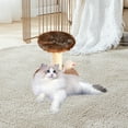 thumbnail image 1 of Fiudx Rascador de Sisal para Gatos, Estructura de Escalada con Pelota de Juguete, Base de Madera Resistente, Diseño Compacto, Zona de Juego Multifuncional para Gatos de Interior, Tamaño 20 X 20 X 13, 1 of 6
