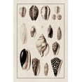 thumbnail image 2 of Sowerby, G.B. 13x18 White Modern Wood Framed Museum Art Print Titled - Shells: Convoltae and Orthocerata (Sepia), 2 of 4