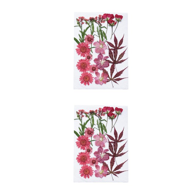 Inteprter Flores secas naturales Flores prensadas en relieve Decoraciones Suministro Regalos