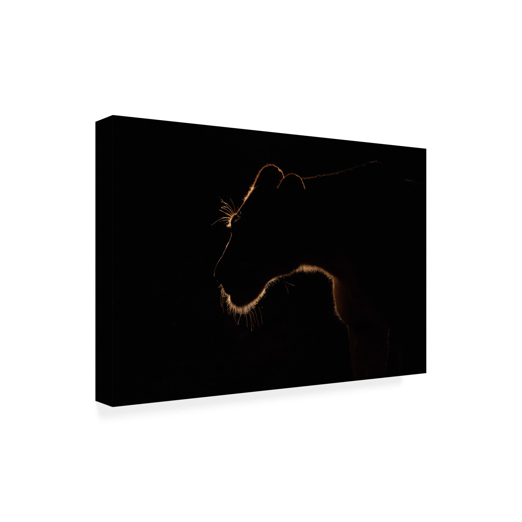Canvas Wall Art - Amnon Eichelberg 'Lion Still' Wall Art for Living Room, Bedroom, or Office D?cor by Trademark Fine Art - 19 x 12 Inches