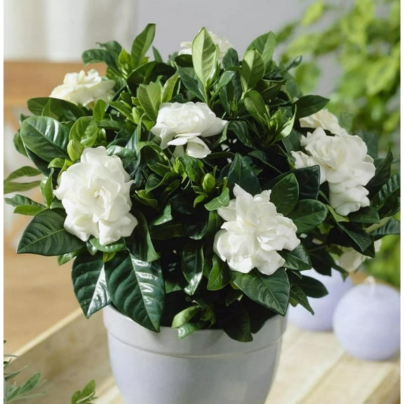 300  Gardenia Seeds (Cape Jasmine) for Home Garden Planting - Gardenia jasminoides