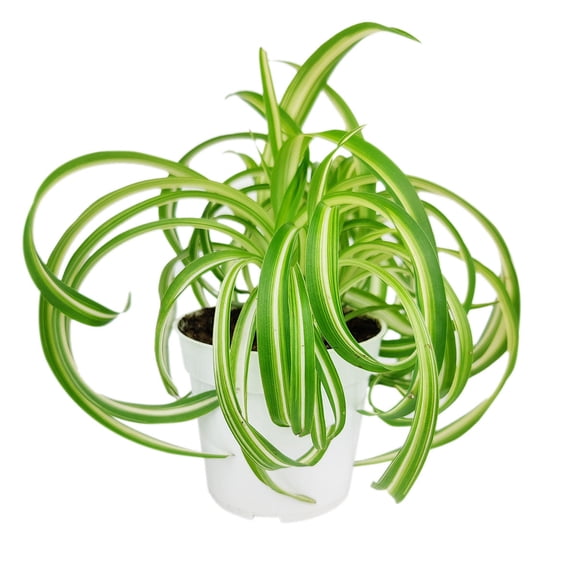 Curly Spider Plant 'Bonnie' - 4 inch Plastic Pot
