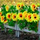 thumbnail image 1 of 220cm/86.6inches Rattan Decoration Sunflower Sunflower Vines Artificial Flower Plastic High Simulation Green Plant Two Pieces Per Pack 10 Flowers Per Strip, 1 of 6