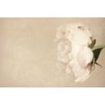 thumbnail image 3 of Gardner, Sarah 18x13 Black Modern Framed Museum Art Print Titled - Alluring Flower, 3 of 5