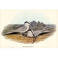 thumbnail image 2 of Gould, John 14x11 White Modern Wood Framed Museum Art Print Titled - Black-naped Tern-Sterna melanauchen, 2 of 4