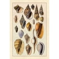 thumbnail image 3 of Sowerby, G.B. 11x14 Black Modern Framed Museum Art Print Titled - Shells: Trachelipoda #6, 3 of 5