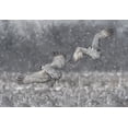 thumbnail image 2 of Wang, Kevin 18x14 Black Ornate Wood Framed with Double Matting Museum Art Print Titled - Step Aside!, 2 of 4