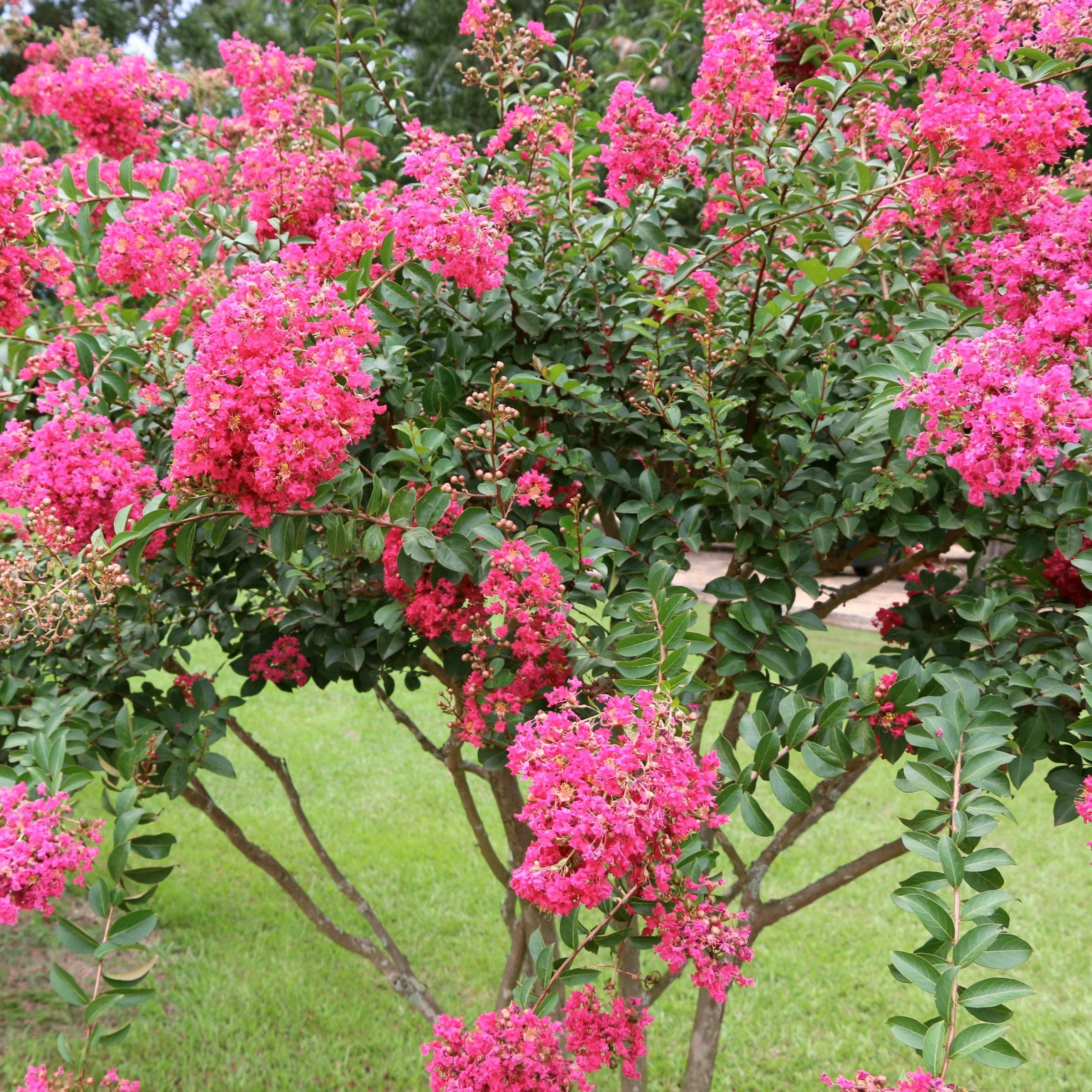 National Plant Network 3 gal Crape Myrtle Miami Live Shrub with Pink Flowers Full Sun
