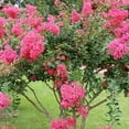 thumbnail image 3 of National Plant Network 3 gal Crape Myrtle Miami Live Shrub with Pink Flowers Full Sun, 3 of 12