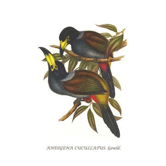 Hooded Mountain Toucan-Fine Art Canvas Print (20" x 30")