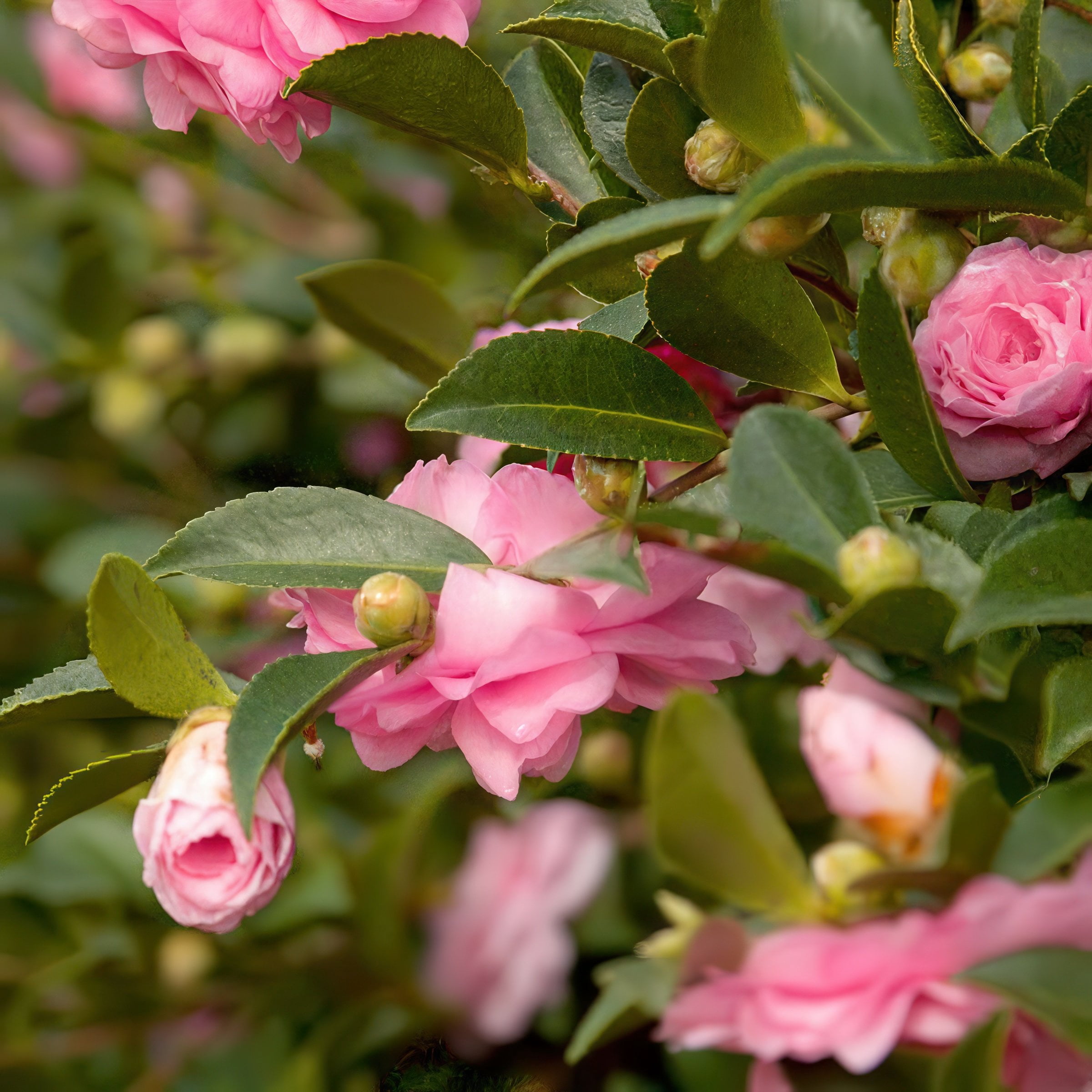 National Plant Network 1 gal. Camellia Sasanqua October Magic Pink Perplexion Shrub