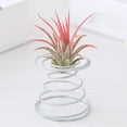 thumbnail image 3 of 10Pcs Air Plant Wire Spring Holders Flowerpots Miniature Racks Gardening Decor, 3 of 8