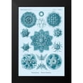 thumbnail image 2 of Haeckel, Ernst 17x24 Black Modern Framed Museum Art Print Titled - Haeckel Nature Illustrations: Polycytaria Radiolaria - Blue-Green Tint, 2 of 5