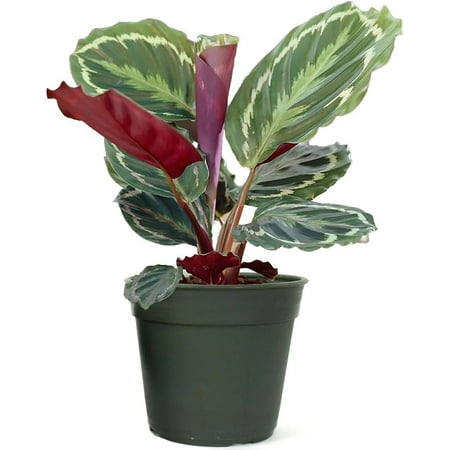 Calathea Medallion  6-Inch Pot  Live Indoor Prayer Plant  Low Maintenance  Pet Safe  Tropical Houseplant for Home & Garden