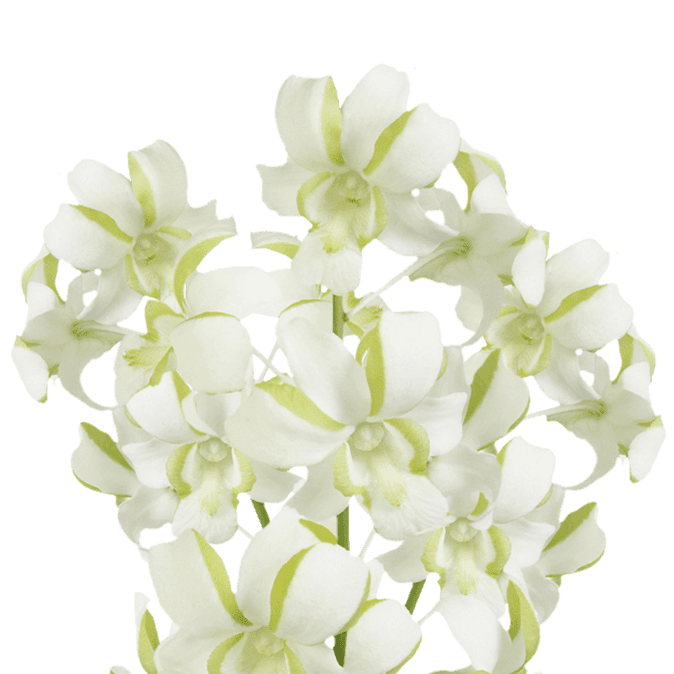 70 Liberty Dendrobium Orchid Flowers Beautiful Fresh Cut Flowers Express Delivery Walmart Com Walmart Com