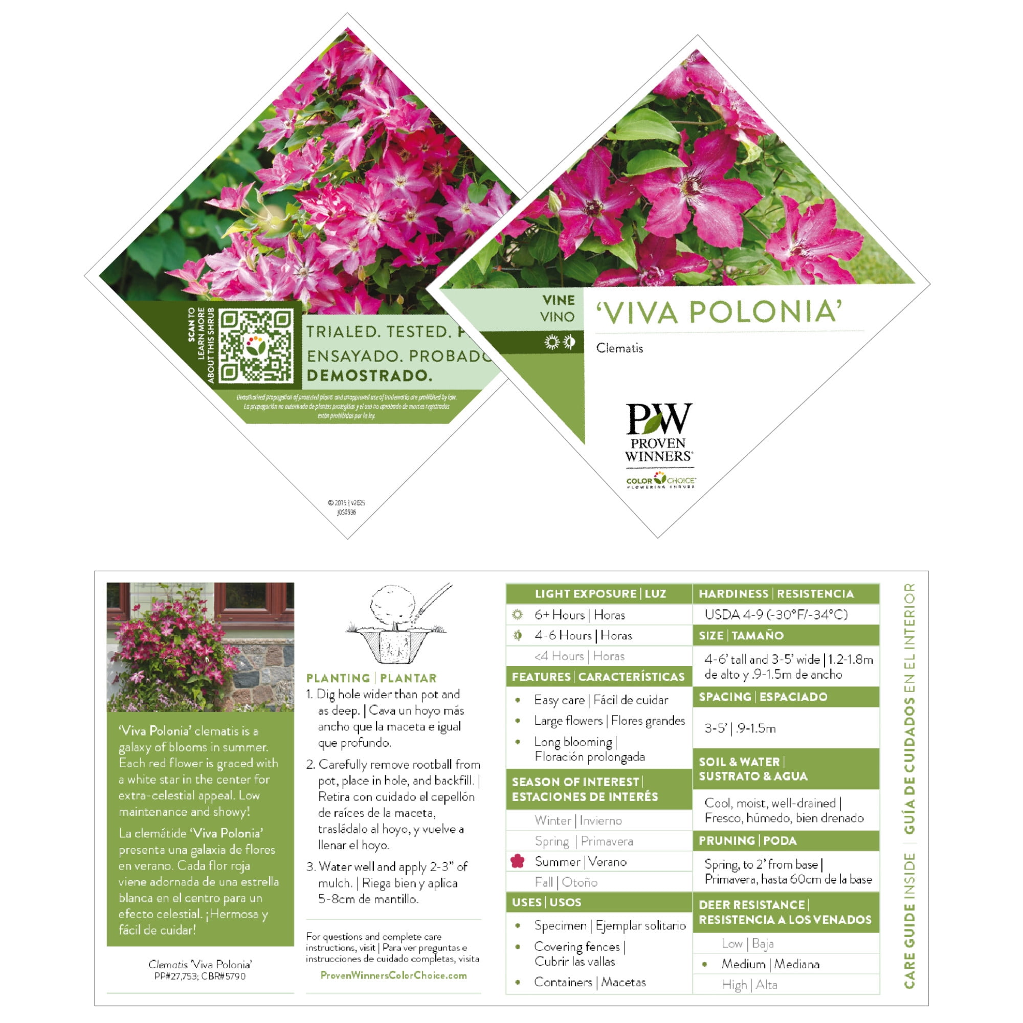 Proven Winners ColorChoice 5" Red 'Viva Polonia' Clematis Live Plant in 4.5" Pot (4 Count)