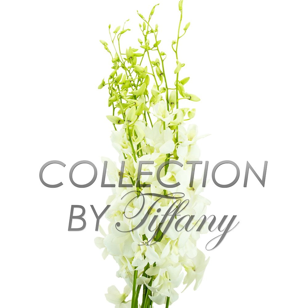 Fresh Dendrobium Cut White Orchids 10stems Bunch Long ...