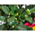 thumbnail image 5 of Camellia Yuletide Live Shrub – 2 Gallon, 5 of 8
