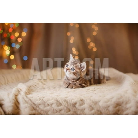 New Kitten For Christmas British Kitten, Christmas and New Year, Portrait Cat on a Studio Color Background Print Wall Art By dezi ()