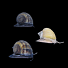 Assorted 3pk Mystery Snail Add-on Collection
