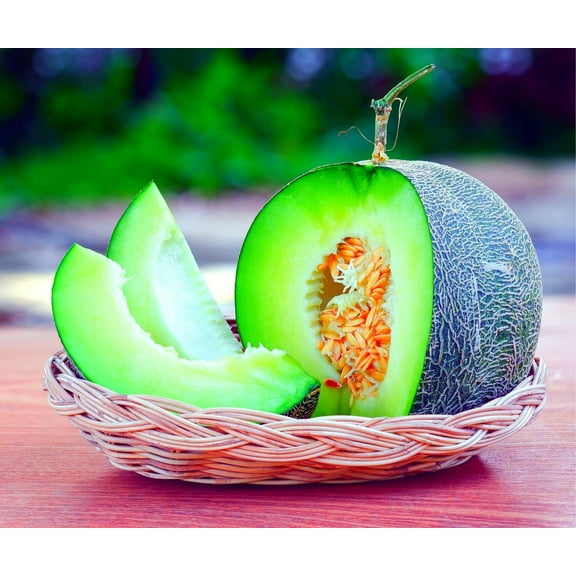 CZ Grain 30 Rocky ford Melon Plant Seeds, Sweet and Spicy