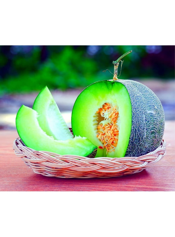 Melon Seeds in Seed Gardening