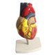 thumbnail image 1 of Kearding Human Lifesize Anatomical Emulational Heart Anatomy Learning Viscera Model Artesanía, 1 of 1