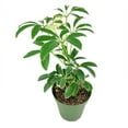 thumbnail image 4 of Schefflera Arboricola Variegated (4"+ Minimalist Pot) - Easy to Care and Air-purifying Tropical Houseplant, 4 of 4