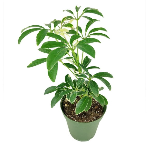 Schefflera Arboricola Variegated (4"  Plastic Pot) - Easy to Care and Air-purifying Tropical Houseplant