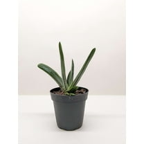 Succulent Gasteria Little Warty  Live Plant for Indoor | Different Houseplants in 4'' & 6'' Pot | Real House Plant Decor for Living Room, Office, Desk & Bathroom | ox tongue | Little Warty Ox Tongue