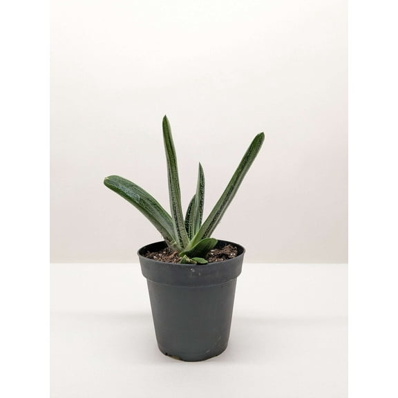 Succulent Gasteria Little Warty  Live Plant for Indoor | Different Houseplants in 4'' & 6'' Pot | Real House Plant Decor for Living Room, Office, Desk & Bathroom | ox tongue | Little Warty Ox Tongue