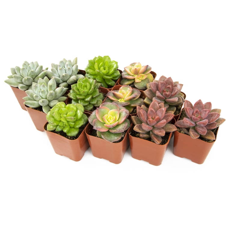 Element by Altman Plants 2" Multi-color Succulent Live Plants (12 Pack)