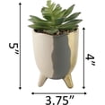 thumbnail image 2 of Flora Bunda CS2831E-GY Succulent in 3.75' 3-TONE FOOTED CERAMIC,GREY, 2 of 3