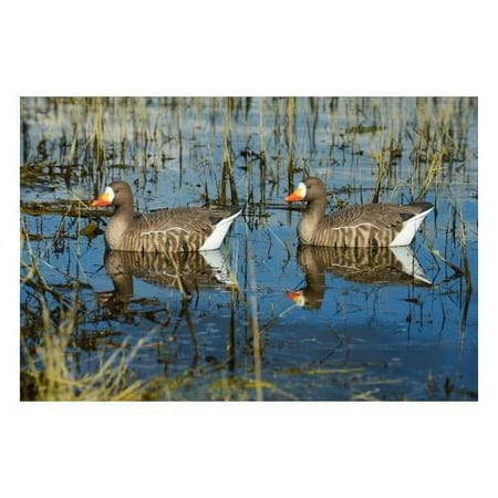 GHG Decoy Systems Pro-Grade Active Specklebelly Floating Goose Decoys 4 Pack