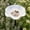 White323, variant on Tuvgenk Outdoor Ceramic Flower-Shaped Bee Waterer, Ground-Insert Butterfly Water Feeder, Garden Courtyard Decorative Ornament (Pink Lotus Style)