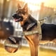 thumbnail image 5 of Personalized Dog Military Tactical Harness Reflective Dogs Harness Vest Customized Pet Training Vest for Medium Large Dogs ShopWise Round, 5 of 9