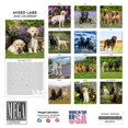 2024 2025 Labrador Mixed Calendar Dog Breed Monthly Wall Calendar