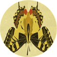 thumbnail image 1 of Ahgly Company Tapis d'Intérieur Lavables en Machine, Ronds, Marron Chêne Transitionnel, Ronds de 7', 1 of 7