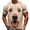 Q-Beige, variant on Men's Fantasy Animal Graphic T-Shirt, Crew Neck Short Sleeve Summer Casual Tee Beige XXXL