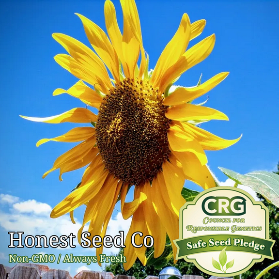 100  Skyscraper Sunflower Seeds for planting | Organic | Non-GMO | Fresh Garden Seeds
