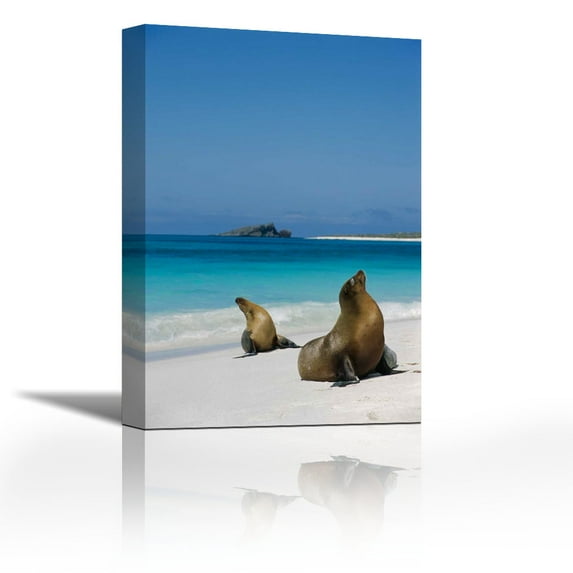 Galapagos Sea Lion pair on beach, Espanola Island, Galapagos Islands, Ecuador - Contemporary Fine Art Giclee on Canvas Gallery Wrap - wall décor - Art painting - 24 x 36 Inch - Ready to Hang
