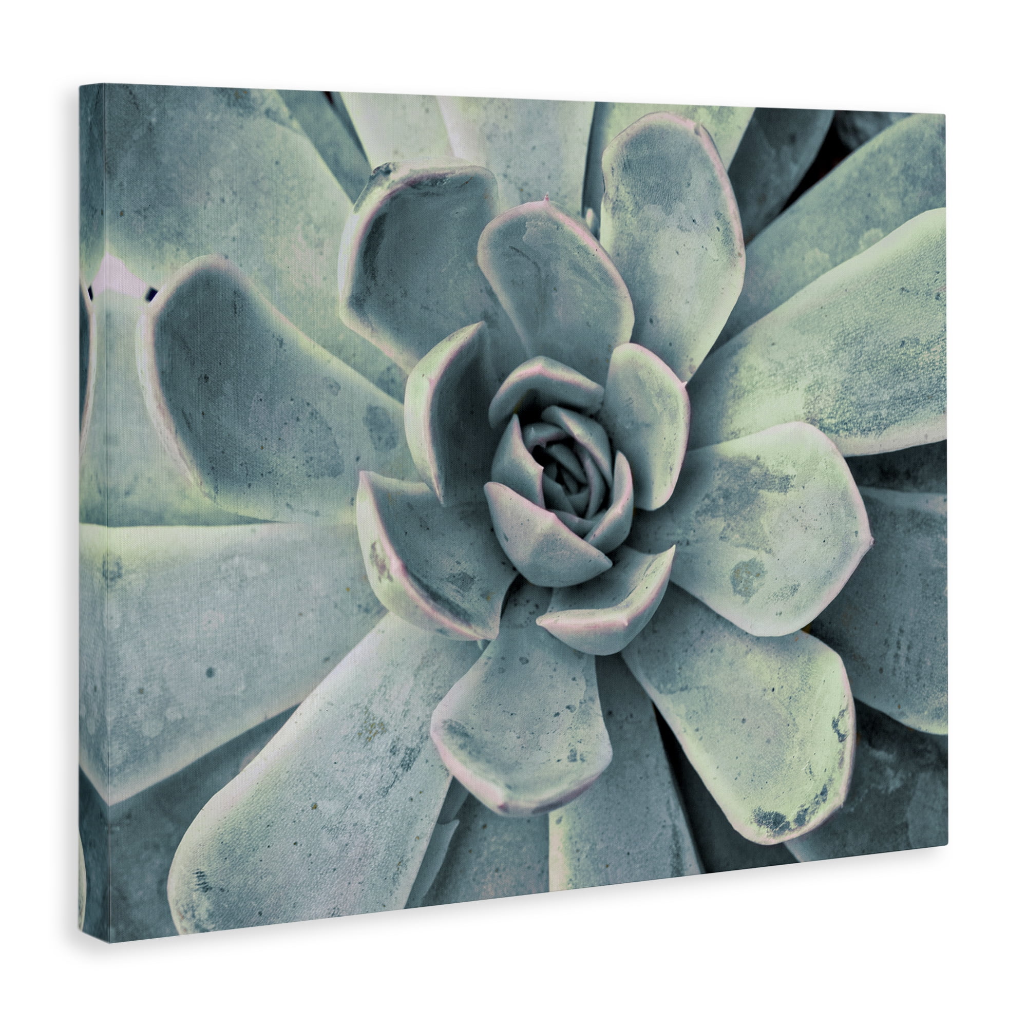 Stupell Industries Green Cactus Succulent Botanical & Floral Photography Gallery Wrapped Canvas Art Print Wall Art, 20 x 16